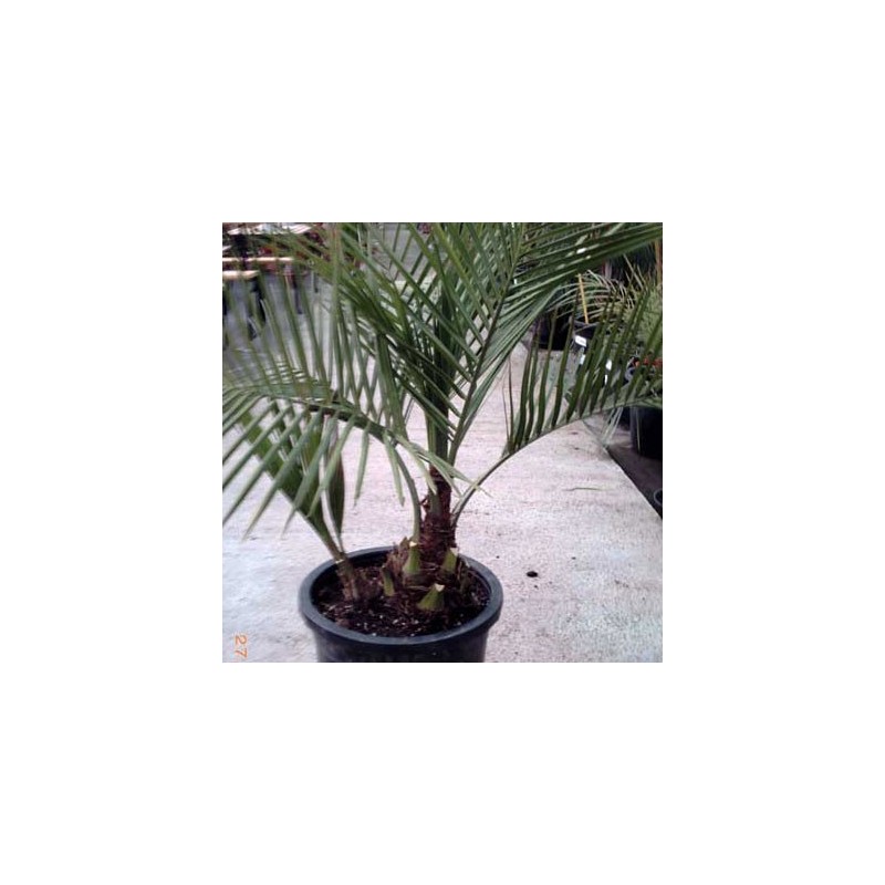 JUBAEA CHILENSIS