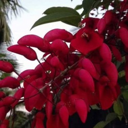 Erythrina cristagalli EJEMPLAR