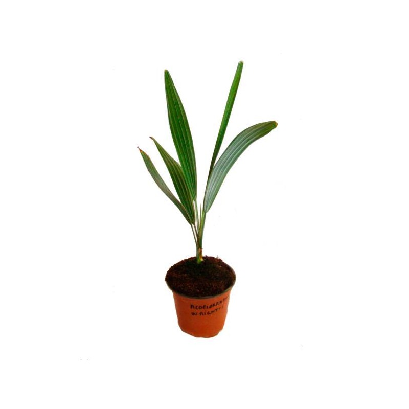 ACOELORRHAPHE WRIGHTII