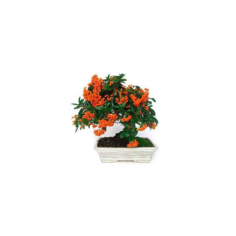 Pyracantha prebonsái