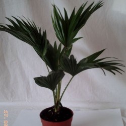 LIVISTONIA CHINENSIS