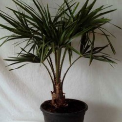 LIVISTONIA DECIPIENS