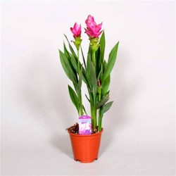 Cúrcuma alismatifolia
