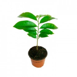 Guanabana