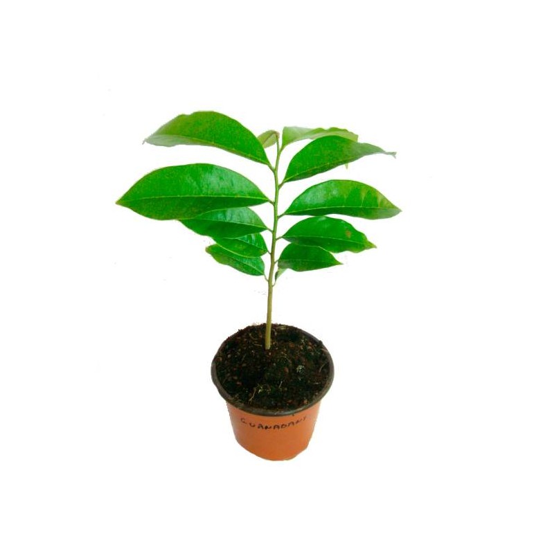 Guanabana