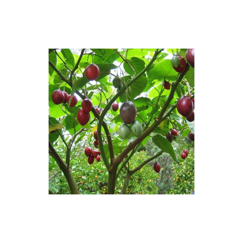 Tamarillo