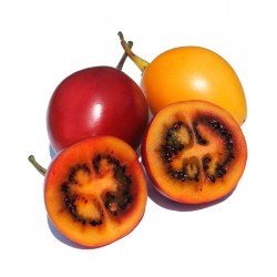 Tamarillo