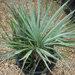 NANNORRHOPS RICHIEANA SILVER