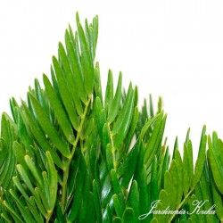 Cyca Zamia Floridana