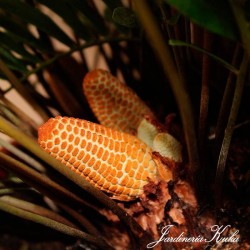 Cyca Zamia Floridana