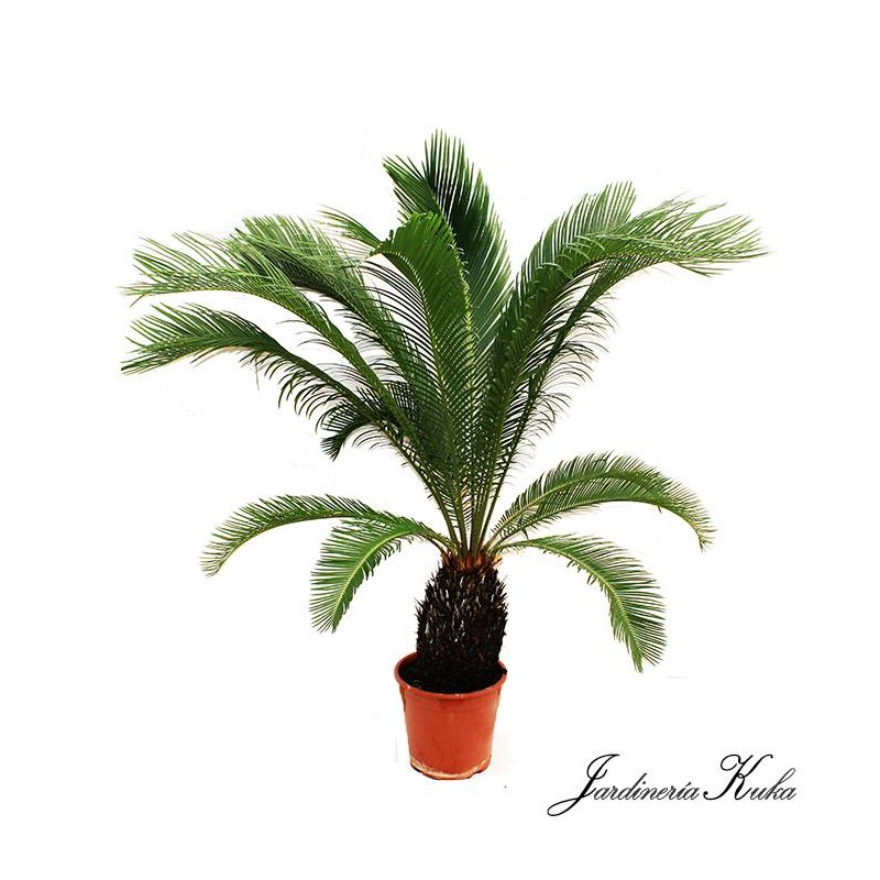 Cyca Revoluta