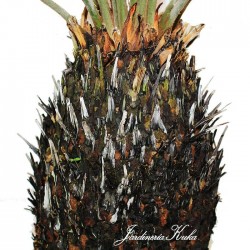 Cyca Revoluta