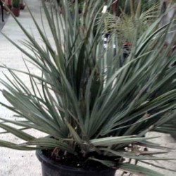 NANNORRHOPS RITCHIANA