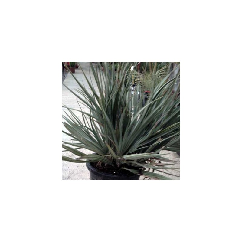 NANNORRHOPS RITCHIANA