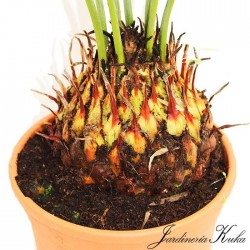 Cyca panzhihuaensis