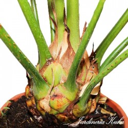 Cyca rumphii
