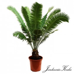 Dioon spinulosum