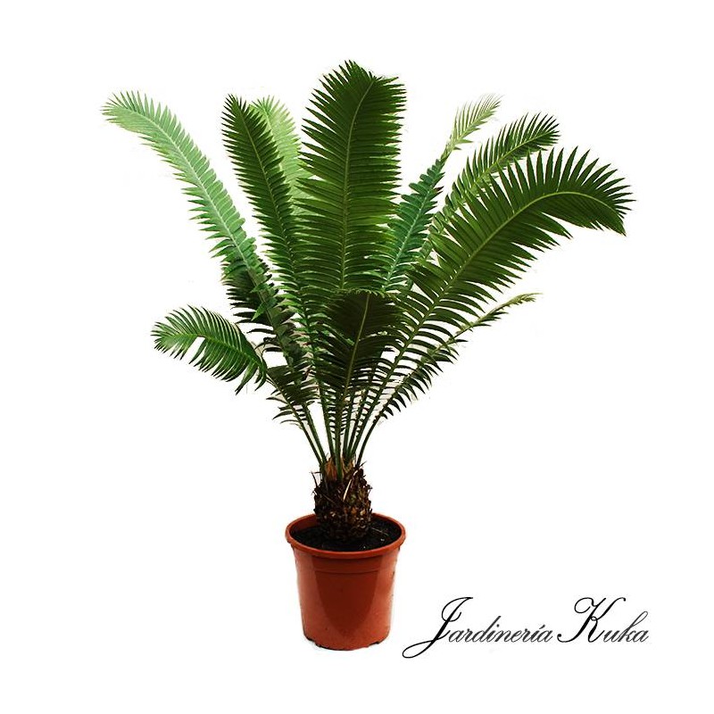 Dioon spinulosum
