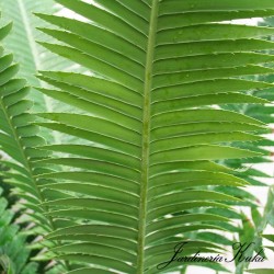 Dioon spinulosum