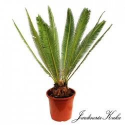 Dioon edule