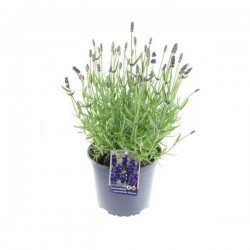 Lavanda Angustifolia