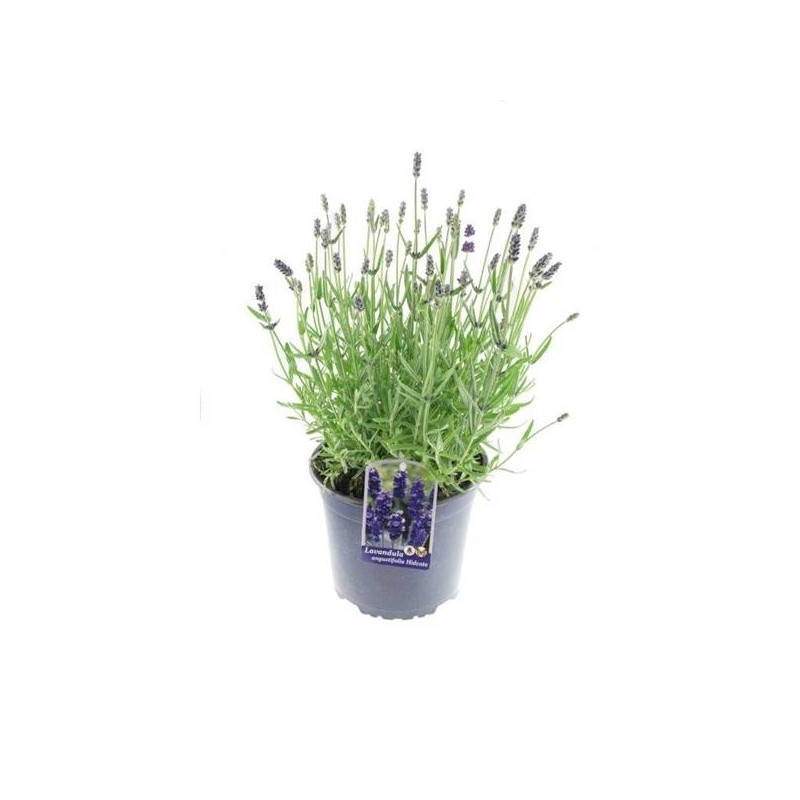Lavanda Angustifolia