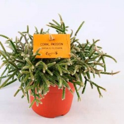 Cactus rhipsalis pilocarpa