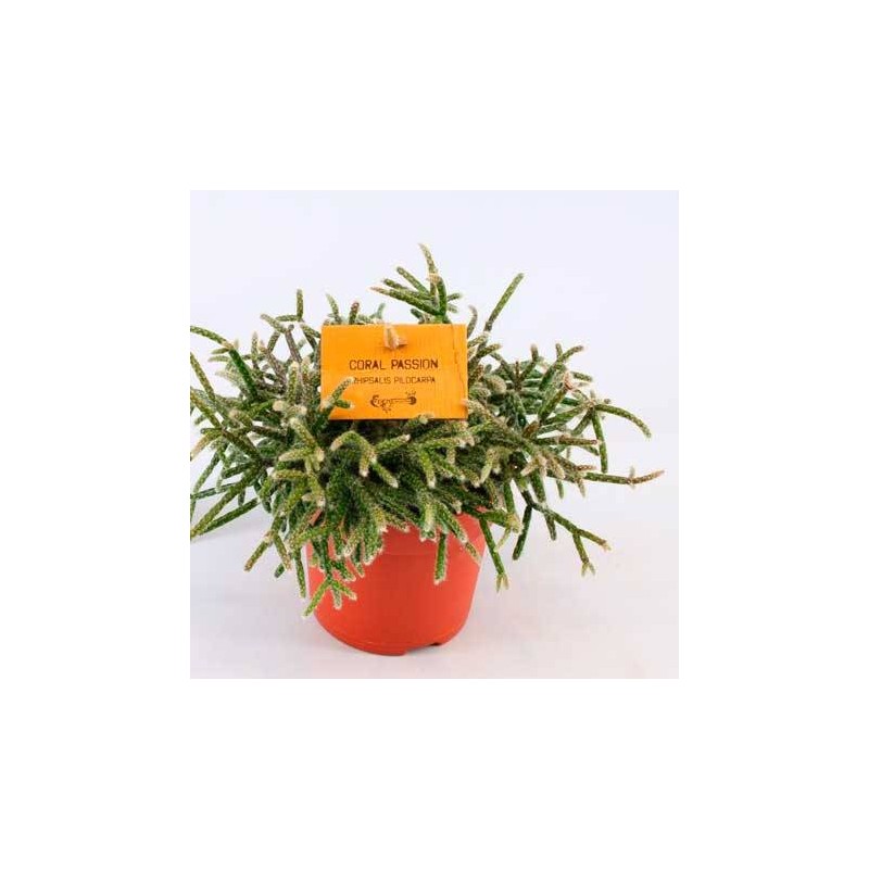 Cactus rhipsalis pilocarpa