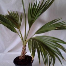 PRITCHARDIA HILLEBRANDII