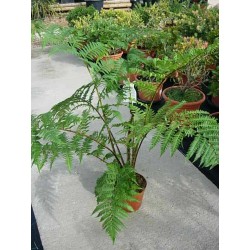 Cyathea australis