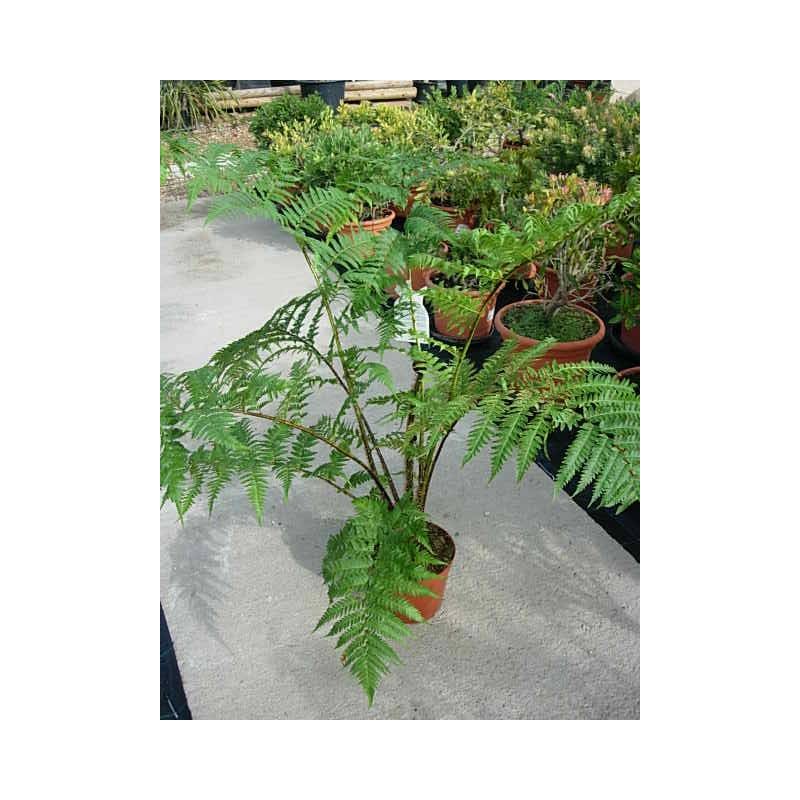 Cyathea australis