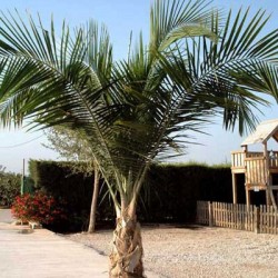 RAVANEA RIVULARIS