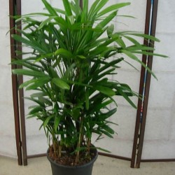 RHAPIS EXCELSA