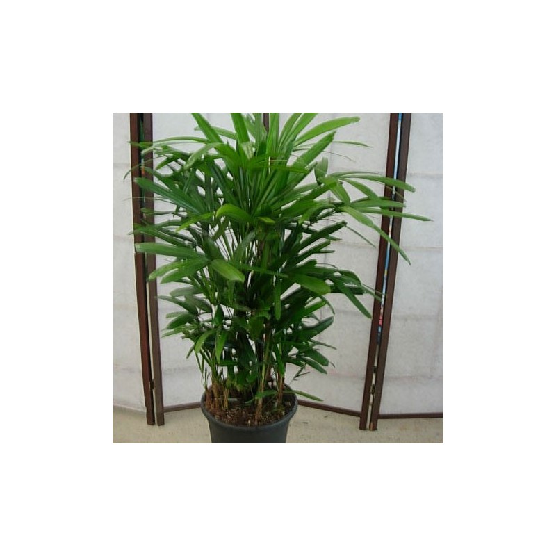 RHAPIS EXCELSA