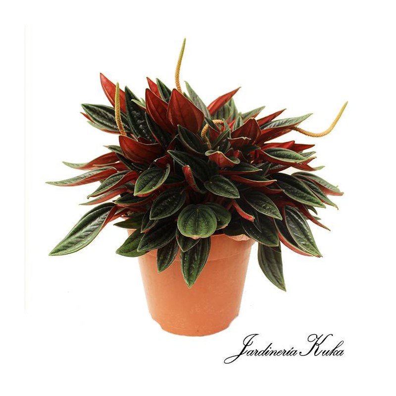 Peperomia rosso