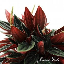 Peperomia rosso