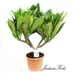 Plumeria rubra