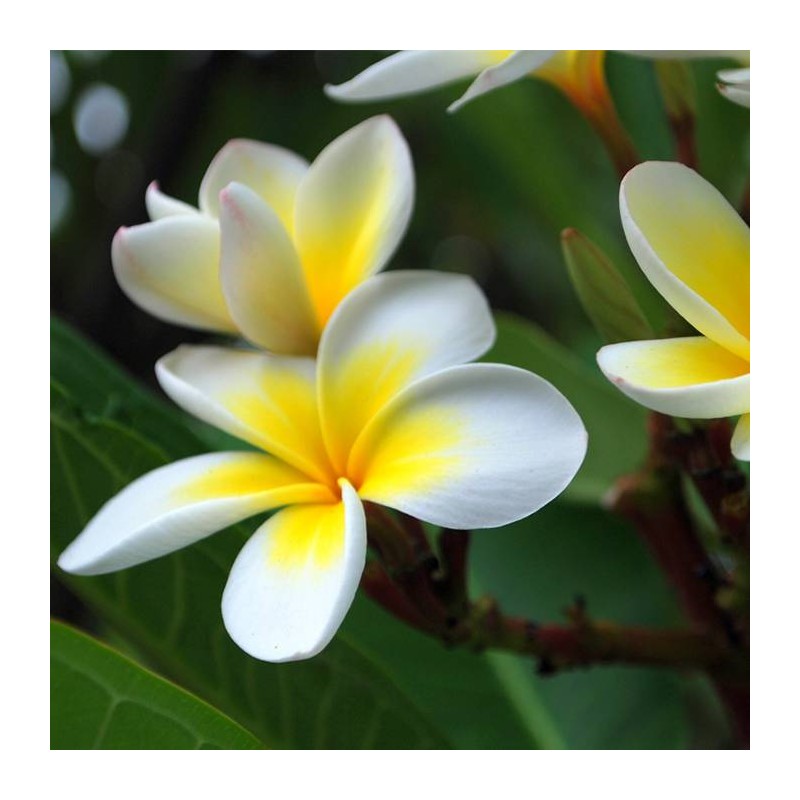 Plumeria rubra
