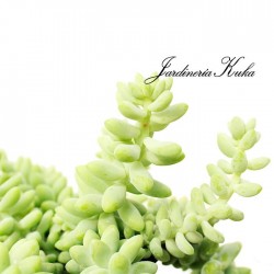 Sedum burrito