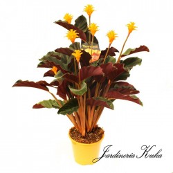 Calathea crocata