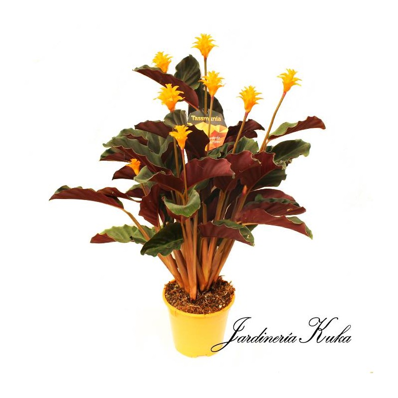Calathea crocata