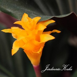 Calathea crocata