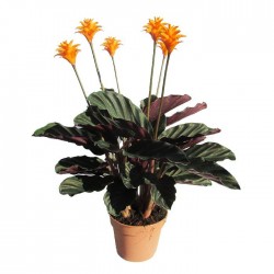 Calathea crocata