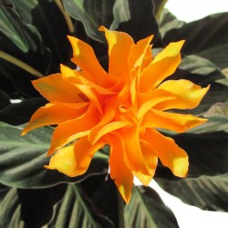 Calathea crocata