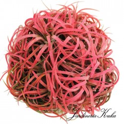 Tillandsia roja