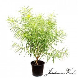 Thevetia Peruviana