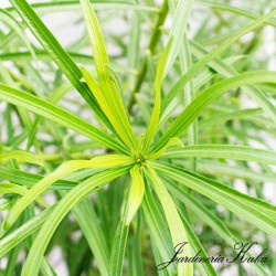 Thevetia Peruviana