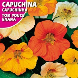 Semillas capuchina tom...