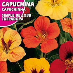 CAPUCHINA SIMPLE DE LOBB TREPADORA VARIADA