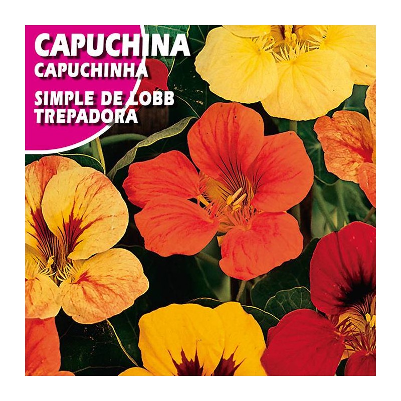 CAPUCHINA SIMPLE DE LOBB TREPADORA VARIADA